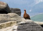 Red Grouse on Derwent Edge by Jim Charlton HIGHLY COMMENDED